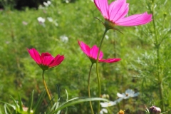 Hitachi kaihin kôen - Cosmos