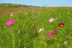 Hitachi kaihin kôen - Cosmos