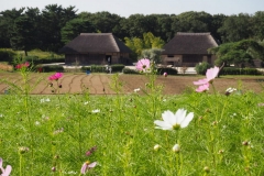 Hitachi kaihin kôen - Cosmos