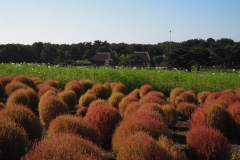 Hitachi kaihin kôen - Kochia