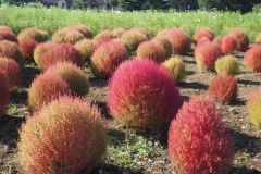 Hitachi kaihin kôen - Kochia
