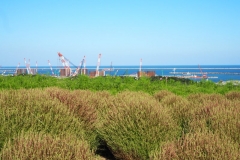 Hitachi kaihin kôen - Vers l'océan