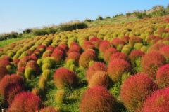Hitachi kaihin kôen - Kochia