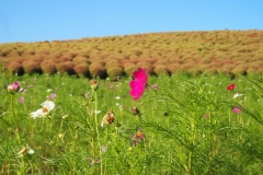 Hitachi kaihin kôen - Cosmos et kochia