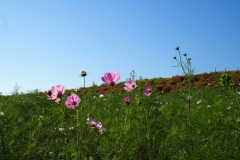 Hitachi kaihin kôen - Cosmos