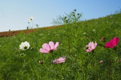 Hitachi kaihin kôen - Cosmos
