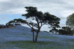 Hitachi Seaside Park - Nemophila