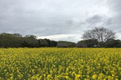 Hitachi Seaside Park - Colza