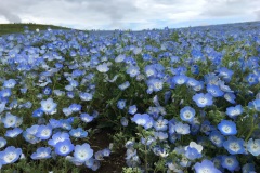 Hitachi Seaside Park - Nemophila