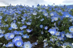 Hitachi Seaside Park - Nemophila