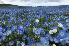 Hitachi Seaside Park - Nemophila