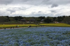 Hitachi Seaside Park - Nemophila