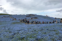 Hitachi Seaside Park - Colline de Nemophila