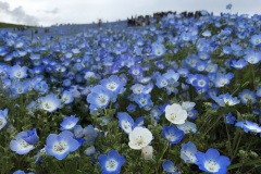 Hitachi Seaside Park - Nemophila