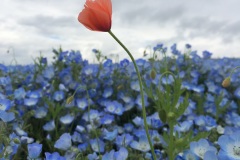 Hitachi Seaside Park - Nemophila et coquelicot