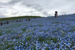 Hitachi Seaside Park - Nemophila