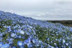 Hitachi Seaside Park - Nemophila