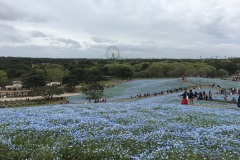 Hitachi Seaside Park - Nemophila