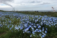 Hitachi Seaside Park - Nemophila