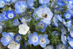 Hitachi Seaside Park - Nemophila