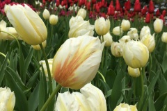 Hitachi Seaside Park - Tulipes