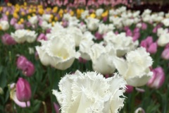 Hitachi Seaside Park - Tulipes