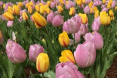 Hitachi Seaside Park - Tulipes