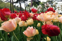 Hitachi Seaside Park - Tulipes