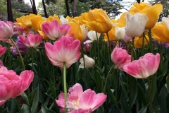 Hitachi Seaside Park - Tulipes