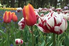 Hitachi Seaside Park - Tulipes