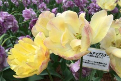 Hitachi Seaside Park - Tulipes