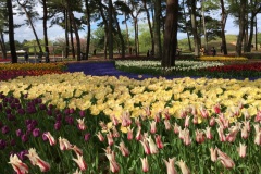 Hitachi Seaside Park - Tulipes