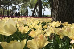 Hitachi Seaside Park - Tulipes