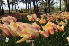 Hitachi Seaside Park - Tulipes