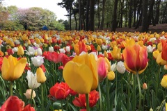 Hitachi Seaside Park - Tulipes
