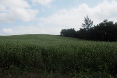 Biei