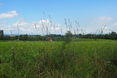 Biei