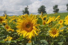 Biei - Tournesols