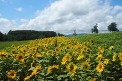 Biei - Tournesols