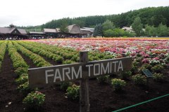 Furano - Farm Tomita
