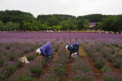 Furano - Farm Tomita