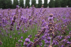 Furano - Farm Tomita