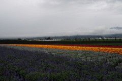 Furano - Farm Tomita