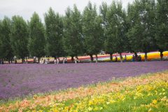 Furano - Farm Tomita