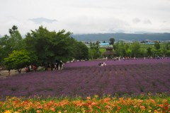 Furano - Farm Tomita
