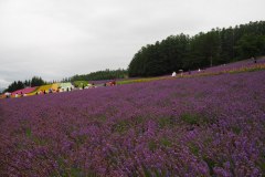 Furano - Farm Tomita