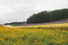 Furano - Farm Tomita