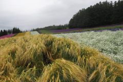 Furano - Farm Tomita