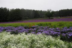 Furano - Farm Tomita