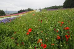 Furano - Farm Tomita